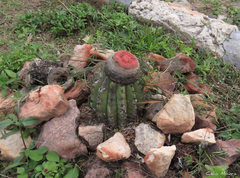 Melocactus zehntneri