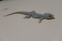 Phyllopezus pollicaris