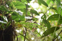 Maxillaria ecuadorensis