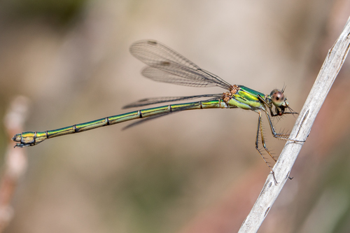 Western Willow Spreadwing