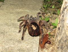Acanthoscurria natalensis