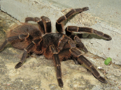Acanthoscurria natalensis