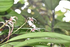 Maxillaria ecuadorensis