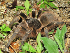 Acanthoscurria natalensis