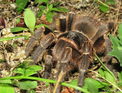 Acanthoscurria natalensis