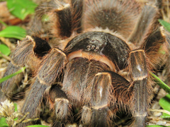 Acanthoscurria natalensis