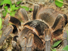 Acanthoscurria natalensis