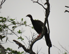 Penelope superciliaris