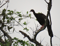 Penelope superciliaris