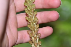 Prescottia stachyodes