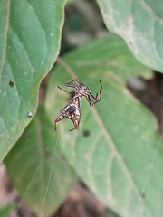 Micrathena sagittata