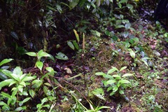 Prescottia stachyodes