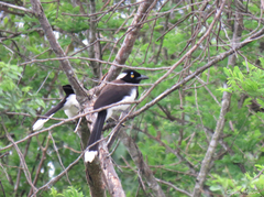 Cyanocorax cyanopogon