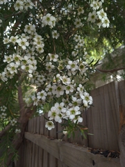 Leptospermum petersonii