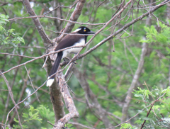 Cyanocorax cyanopogon