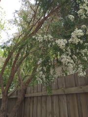 Leptospermum petersonii