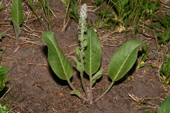 Veronica plantaginea