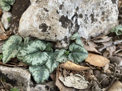 Cyclamen balearicum