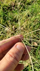 Chloris andropogonoides