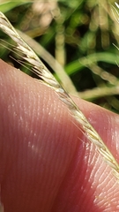 Chloris andropogonoides