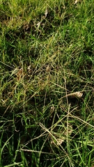 Chloris andropogonoides