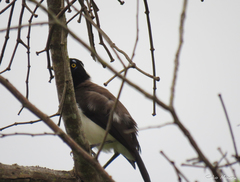 Cyanocorax cyanopogon