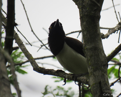 Cyanocorax cyanopogon