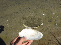 Anodontites trapesialis