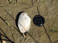 Anodontites trapesialis