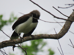 Cyanocorax cyanopogon