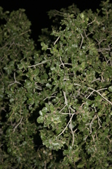 Quercus coccifera calliprinos