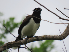 Cyanocorax cyanopogon