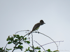 Myiarchus swainsoni