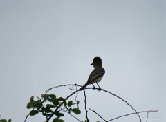 Myiarchus swainsoni