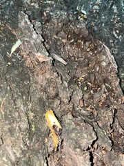 Formicidae