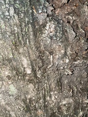 Formicidae