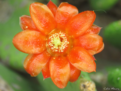 Tacinga inamoena