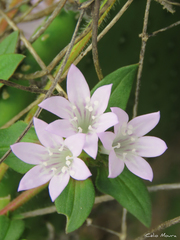 Richardia grandiflora