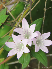 Richardia grandiflora