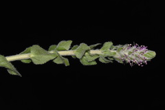 Veronica plantaginea