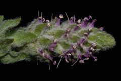 Veronica plantaginea