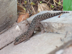 Phyllopezus pollicaris