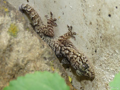 Phyllopezus pollicaris