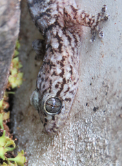 Phyllopezus pollicaris