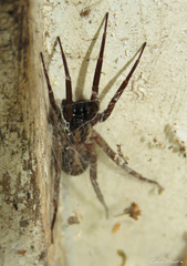 Xeropigo