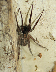 Xeropigo