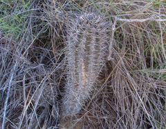 Austrocactus bertinii