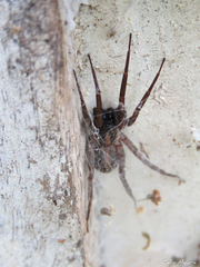 Xeropigo