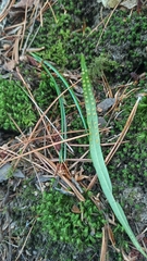 Lepisorus ussuriensis