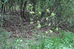 Polytaenia